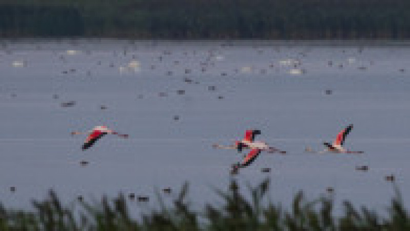 flamingo zbor | Poza 2 din 2