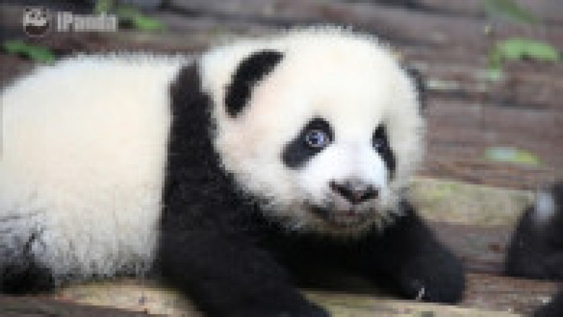 panda pui cu ochi | Poza 8 din 8