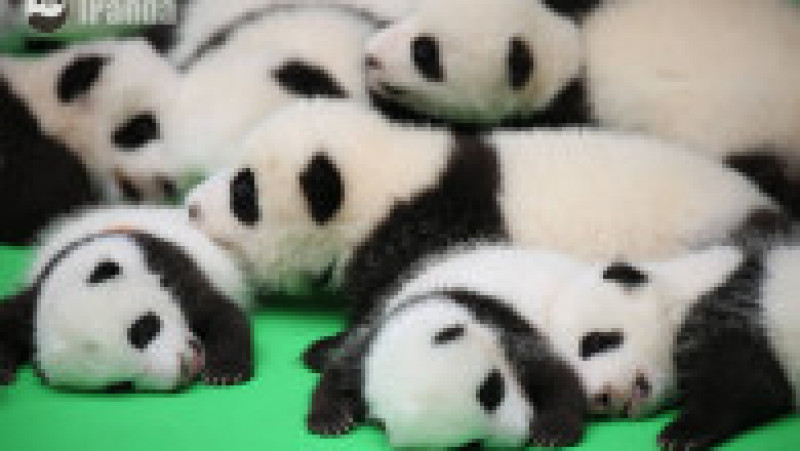 pui panda dorm | Poza 6 din 8
