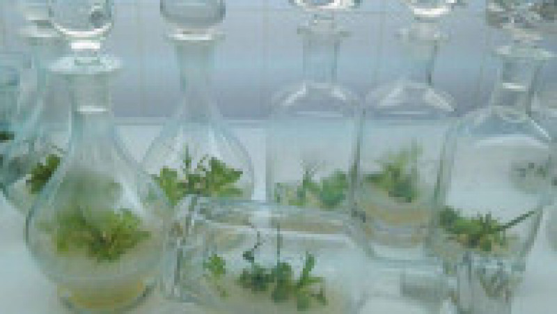 plante carnivore in vitro jibou (1) | Poza 1 din 3
