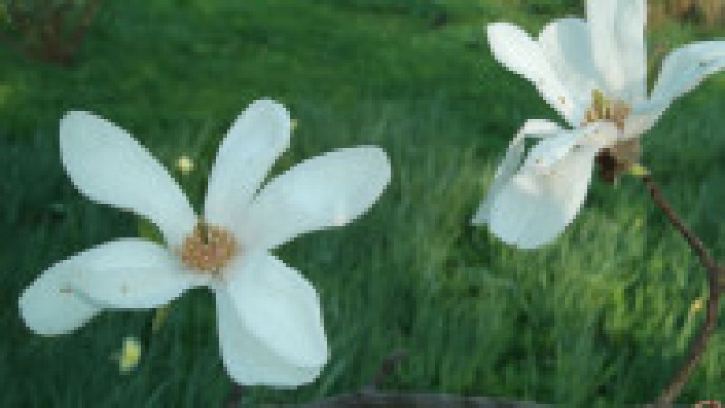 magnolie gb3 | Poza 8 din 31