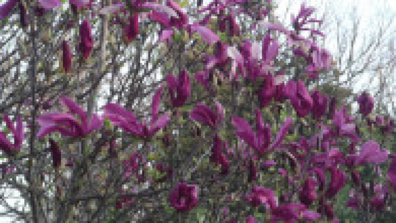 magnolie gb26 | Poza 16 din 31