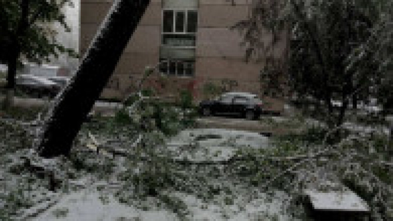 copac cazut 7-agora | Poza 4 din 6