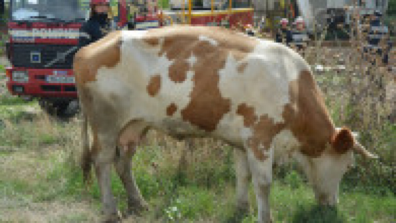 vaca salvata (14) | Poza 13 din 13