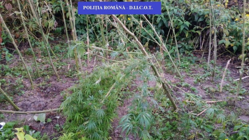 FOTO_1_PERCHEZITII_BCCO_CANNABIS