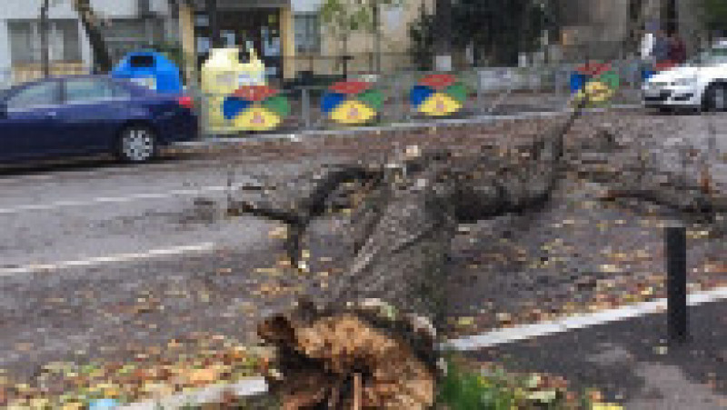copaci cazuti in fata scolii 150, Bucuresti 1 251017 | Poza 7 din 8