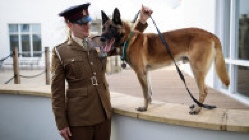 Animal Victoria Cross For Hero War Dog | Poza 3 din 4