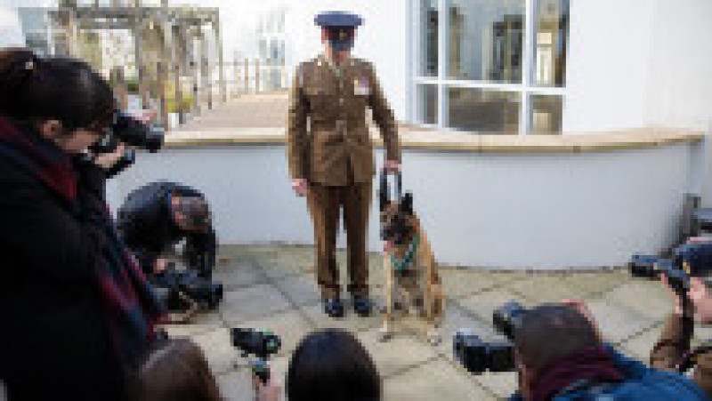 Animal Victoria Cross For Hero War Dog | Poza 2 din 4