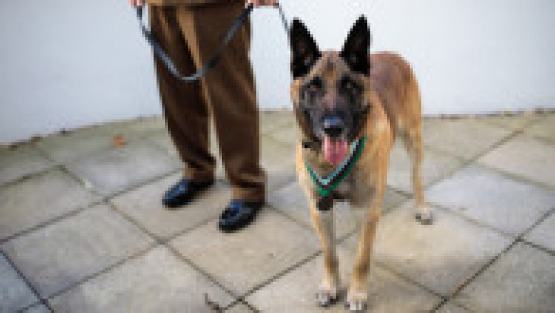 Animal Victoria Cross For Hero War Dog | Poza 1 din 4