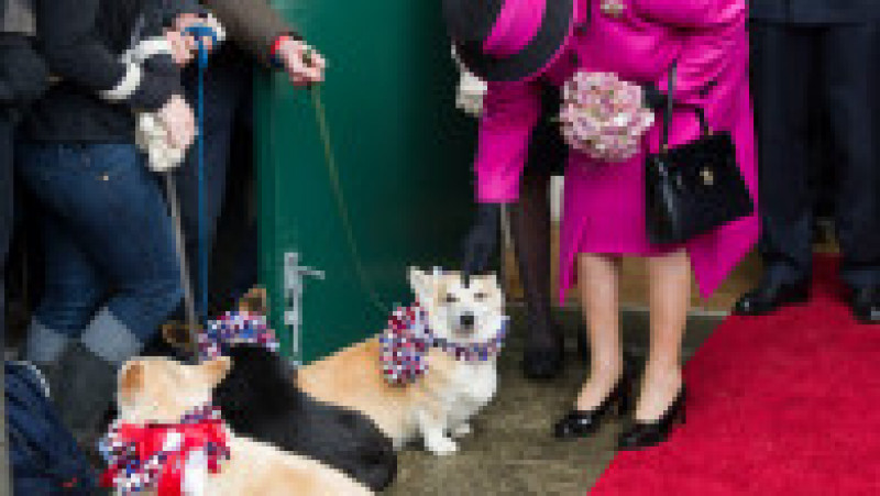 Regina Elisabeta și câinii ei preferați FOTO: Gulliver/ Getty Images | Poza 33 din 41