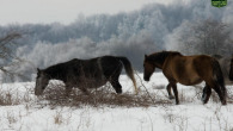 cai salbatici | Poza 11 din 17