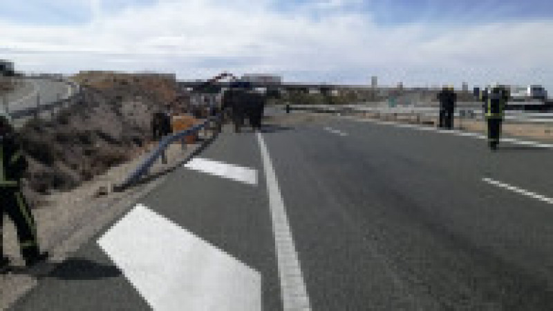 camion elefanti spania_PolicíaLocalAlbacete (2) | Poza 2 din 6