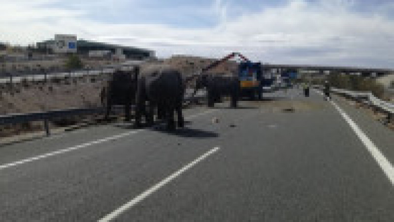 camion elefanti spania_PolicíaLocalAlbacete (4) | Poza 3 din 6