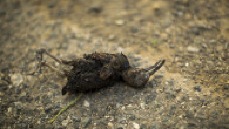 MALIBU, CA - NOVEMBER 09: A bird is left dead in the wake of flames during the Woolsey Fire on November 9, 2018 near Malibu, California. After a experiencing a mass shooting, residents of Thousand Oaks are threatened by the ignition of two nearby dangerous wildfires, including the Woolsey Fire which has reached the Pacific Coast at Malibu. (Photo by David McNew/Getty Images) | Poza 10 din 10