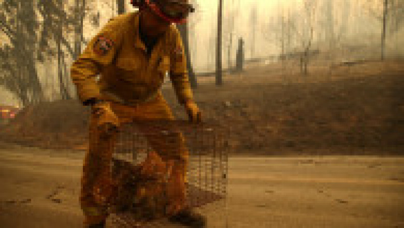 BIG BEND, CA - NOVEMBER 09: Cal Fire Captain Steve Millosovich carries a cage full of cats that were found in the road after the Camp Fire moved through the area on November 9, 2018 in Big Bend, California. Fueled by high winds and low humidity, the rapidly spreading Camp Fire ripped through the town of Paradise and has quickly charred 70,000 acres and has destroyed numerous homes and businesses in a matter of hours. The fire is currently at five percent containment. (Photo by Justin Sullivan/Getty Images) | Poza 9 din 10