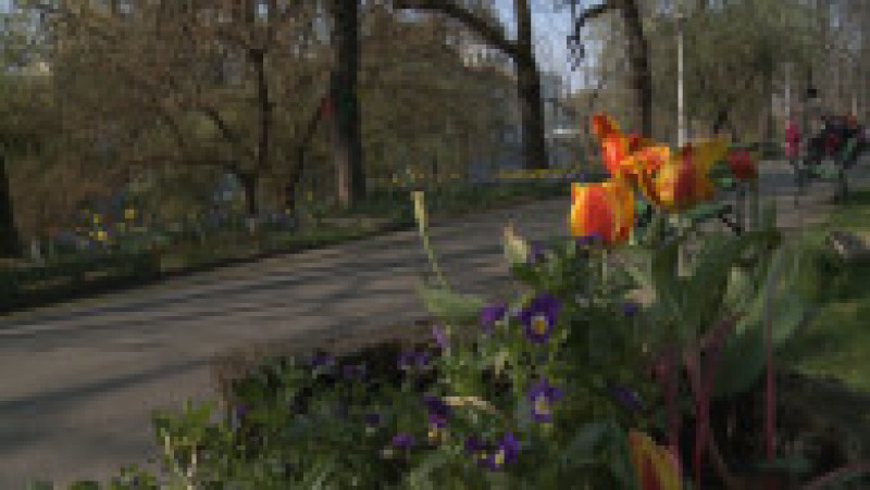 flori parc Oradea15 | Poza 18 din 18