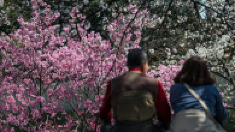 TOKYO, JAPAN - MARCH 25: A couple enjoy a hanami picnic next to cherry in Chidorigafuchi Park on March 25, 2018 in Tokyo, Japan. The Japanese have a long-held tradition of enjoying the blooming of cherry blossoms. The blossom is deeply symbolic, it only lasts for around one week and marks the beginning of spring. It is claimed that the short-lived existence of the blossom taps into a long-held appreciation of the beauty of the fleeting nature of life, as echoed across the nationÕs cultural heritage. (Photo by Carl Court/Getty Images) | Poza 4 din 15