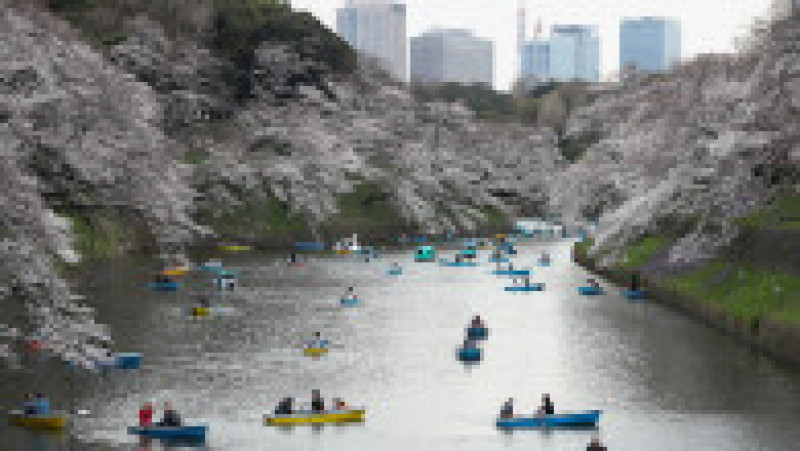 TOKYO, JAPAN - MARCH 28: People ride row boats near cherry trees at the Chidorigafuchi Moat on March 28, 2019 in Tokyo, Japan. The blossom is deeply symbolic in Japan, it only lasts for around one week and marks the beginning of spring. It is claimed that the short-lived existence of the blossom taps into a long-held appreciation of the beauty of the fleeting nature of life, as echoed across the nation