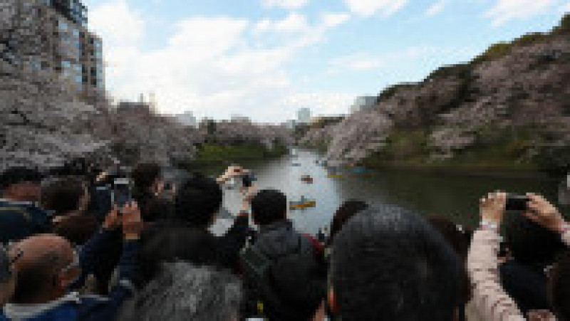 TOKYO, JAPAN - MARCH 31: People take photographs of cherry blossom trees at the Chidorigafuchi Moat on March 31, 2019 in Tokyo, Japan. The blossom is deeply symbolic in Japan, it only lasts for around one week and marks the beginning of spring. It is claimed that the short-lived existence of the blossom taps into a long-held appreciation of the beauty of the fleeting nature of life, as echoed across the nation