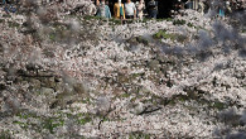 TOKYO, JAPAN - MARCH 31: People view cherry blossom trees at the Chidorigafuchi Moat on March 31, 2019 in Tokyo, Japan. The blossom is deeply symbolic in Japan, it only lasts for around one week and marks the beginning of spring. It is claimed that the short-lived existence of the blossom taps into a long-held appreciation of the beauty of the fleeting nature of life, as echoed across the nation