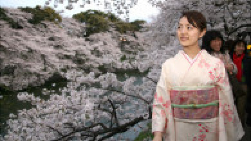 TOKYO - MARCH 30: A women walks under the cherry blossoms in full bloom at Chidorigafuchi, Chiyoda-ku on March 30, 2007 in Tokyo, Japan. Chidorigafuchi is one of the major cherry blossom-viewing spots in Tokyo. (Photo by Koichi Kamoshida/Getty Images) | Poza 3 din 15