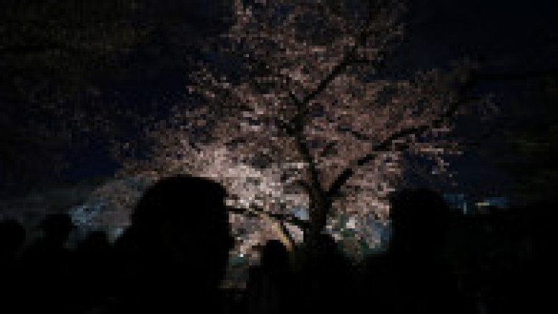 TOKYO, JAPAN - MARCH 31: People view cherry blossom trees at the Chidorigafuchi Moat on March 31, 2019 in Tokyo, Japan. The blossom is deeply symbolic in Japan, it only lasts for around one week and marks the beginning of spring. It is claimed that the short-lived existence of the blossom taps into a long-held appreciation of the beauty of the fleeting nature of life, as echoed across the nation