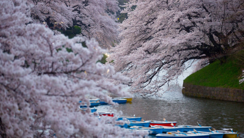 TOKYO, JAPAN - MARCH 31: Boats are seen under blooming cherry blossom trees at Chidorigafuchi on March 31, 2015 in Tokyo, Japan. The Cherry blossom season begins in Okinawa in January and moves north through Feburary peaking in Kyoto and Tokyo at the end of March and lasting just over a week. (Photo by Chris McGrath/Getty Images)