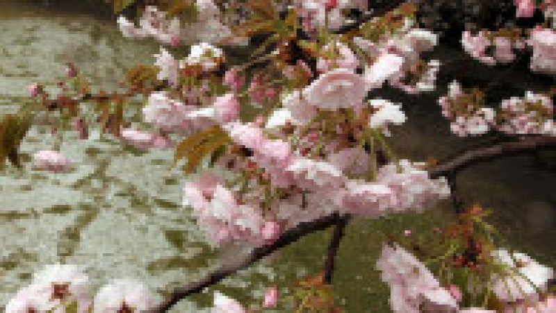 TOKYO - APRIL 17: Cherry trees in full bloom during the government hosted cherry blossom viewing Party at Shinjuku Gyoen park on April 17, 2010 in Tokyo, Japan. (Photo by Koichi Kamoshida/Getty Images) | Poza 10 din 15