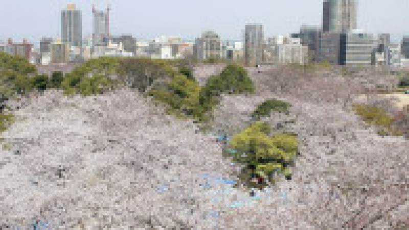 FUKUOKA, JAPAN - APRIL 3: Cherry blossoms are seen in full bloom at Maizuru park on April 3, 2006 in Fukuoka, Japan. The bloom of the cherry blossoms came 7 days earlier than usual in Tokyo. (Photo by Koichi Kamoshida/Getty Images) | Poza 2 din 15