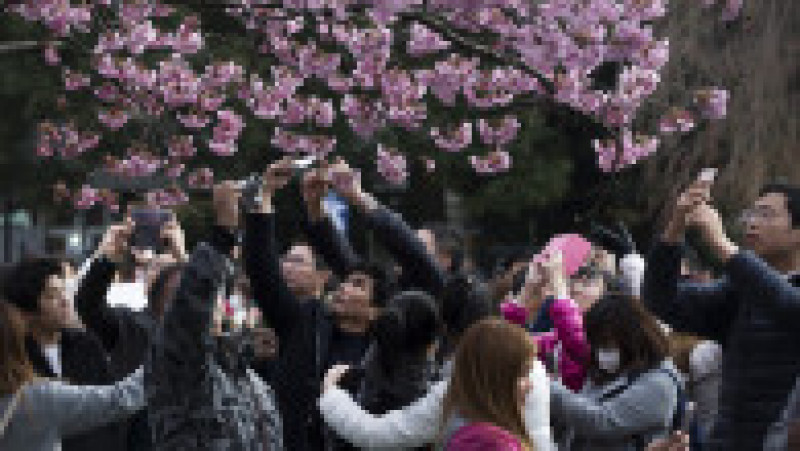 TOKYO, JAPAN - APRIL 02: People take photographs of a cherry tree in blossom on April 2, 2017 in Tokyo, Japan. Japan