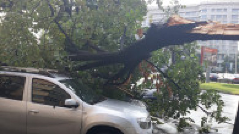 copac cazut pe masina Marriott 210619 | Poza 1 din 7
