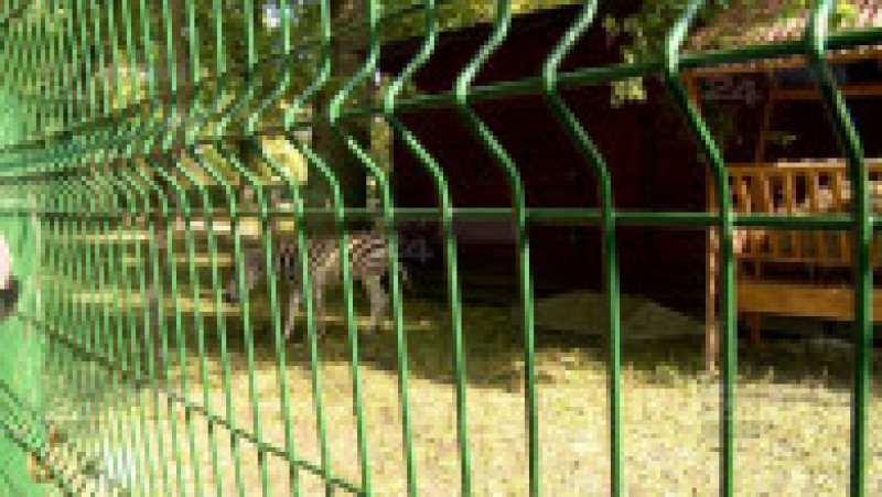 Zoo - evadarea zebrei 05 | Poza 4 din 8
