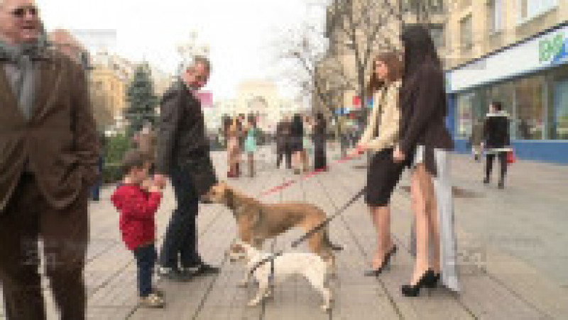 campanie inedita de adoptii canine 09 | Poza 9 din 15