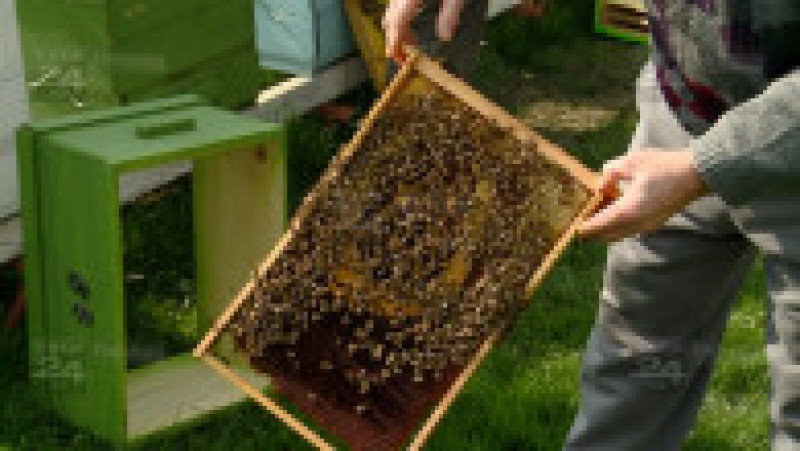 targul apicultorilor 21 | Poza 21 din 22