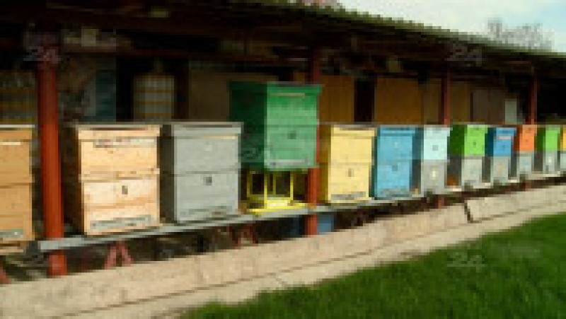 targul apicultorilor 19 | Poza 19 din 22