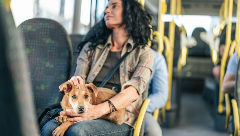 Bilet pentru animalele de companie în transportul public. Adio plimbări gratis! Unde și cât plătesc românii pentru „4 lăbuțe”
