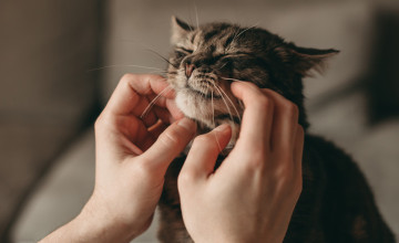 pisica shutterstock