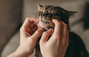 pisica shutterstock