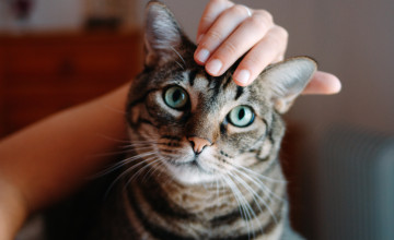 Woman hands stroking a tabby cat head