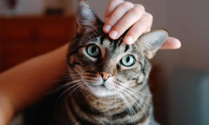 Woman hands stroking a tabby cat head