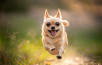 Running chihuahua dog