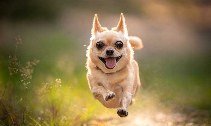 Running chihuahua dog