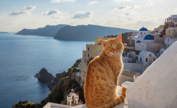 Red cat on Santorini island
