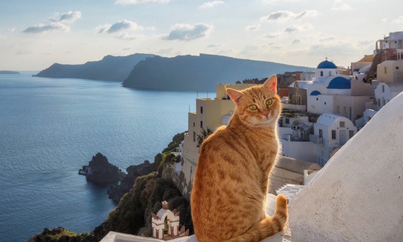 Red cat on Santorini island