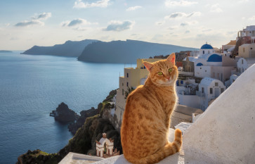 Red cat on Santorini island