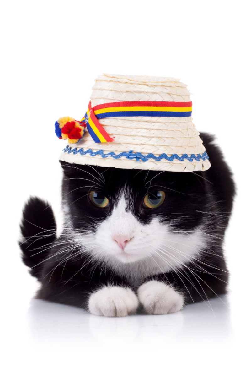 cute black and white cat with hat